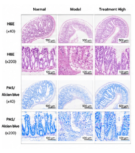 장내미생물 개선 동물모델 H&E PAS Alcian blue 장 조직염색 이미지 예시