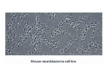 Neuro-2a 신경독성 스크리닝 모델 이미지