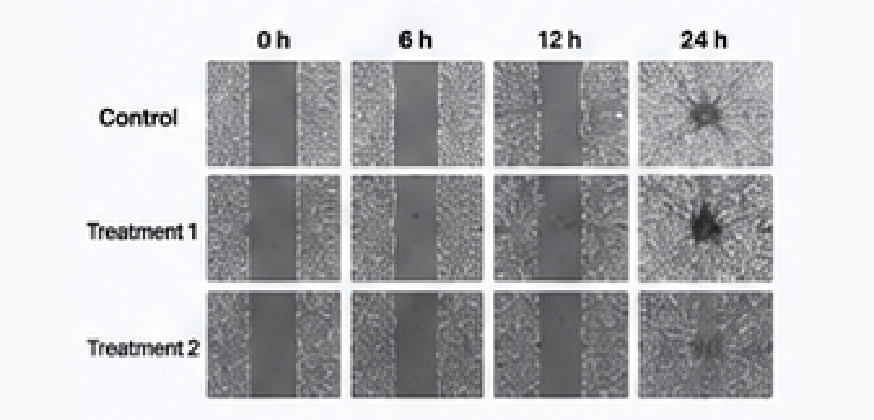 Time-course imaging migration analysis