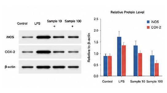 Western blot 항염 분석 결과 예시