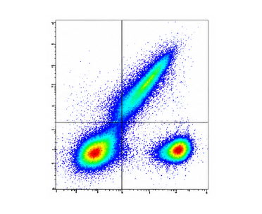 유세포 분석 dot plot 결과 예시