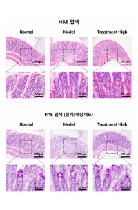 배변활동 개선 동물모델 H&E PAS 장 조직염색 이미지 예시