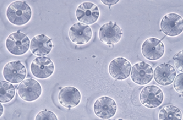 THP-1 human macrophage-like response 모델 이미지