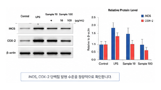Western blot 기반 항염 protein 분석 결과 예시