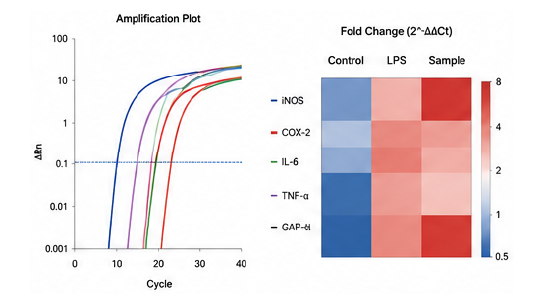 qPCR 염증 항염 marker 결과 예시