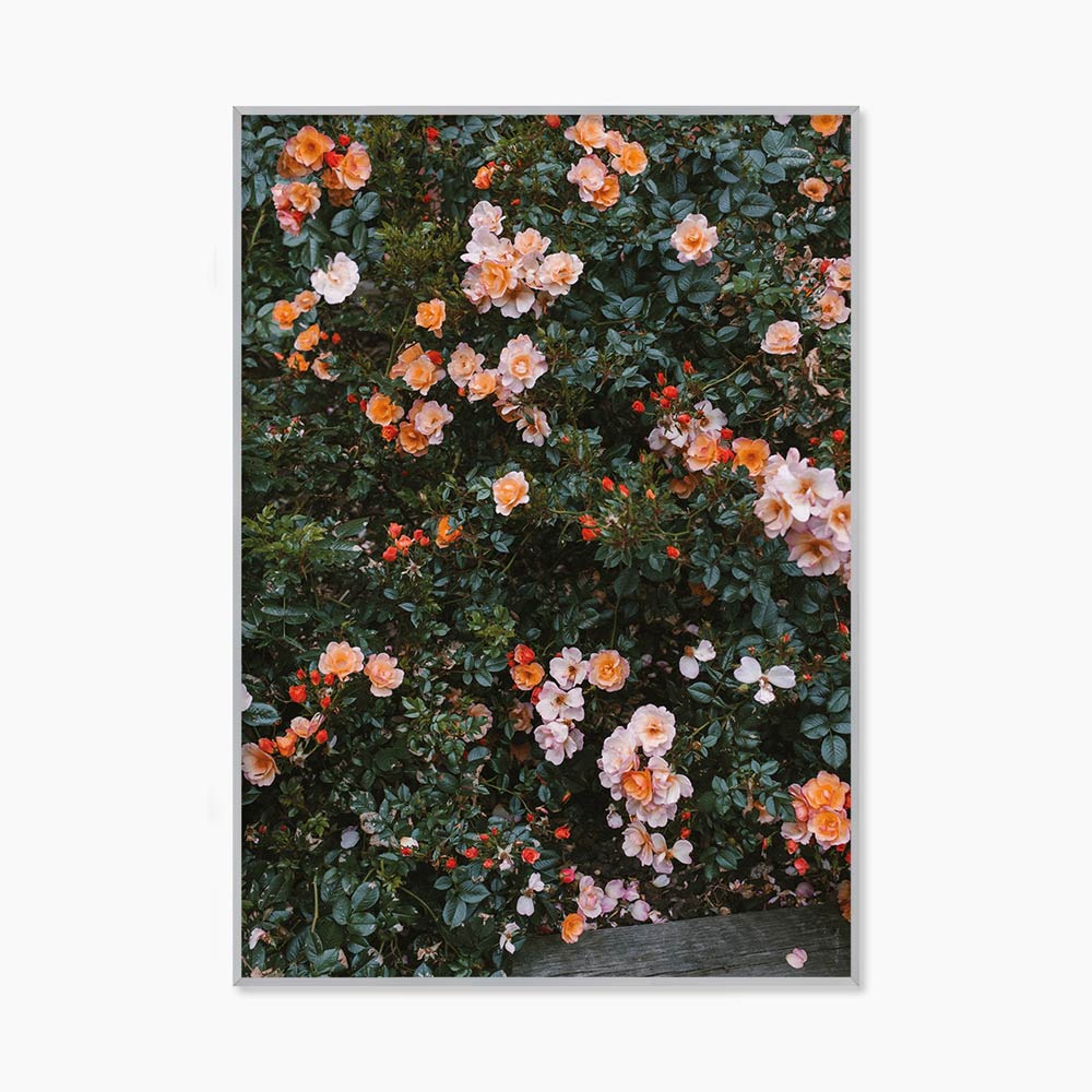 [엘리자베스 덩케르] Rose (액자 포함) 70 x 100 cm
