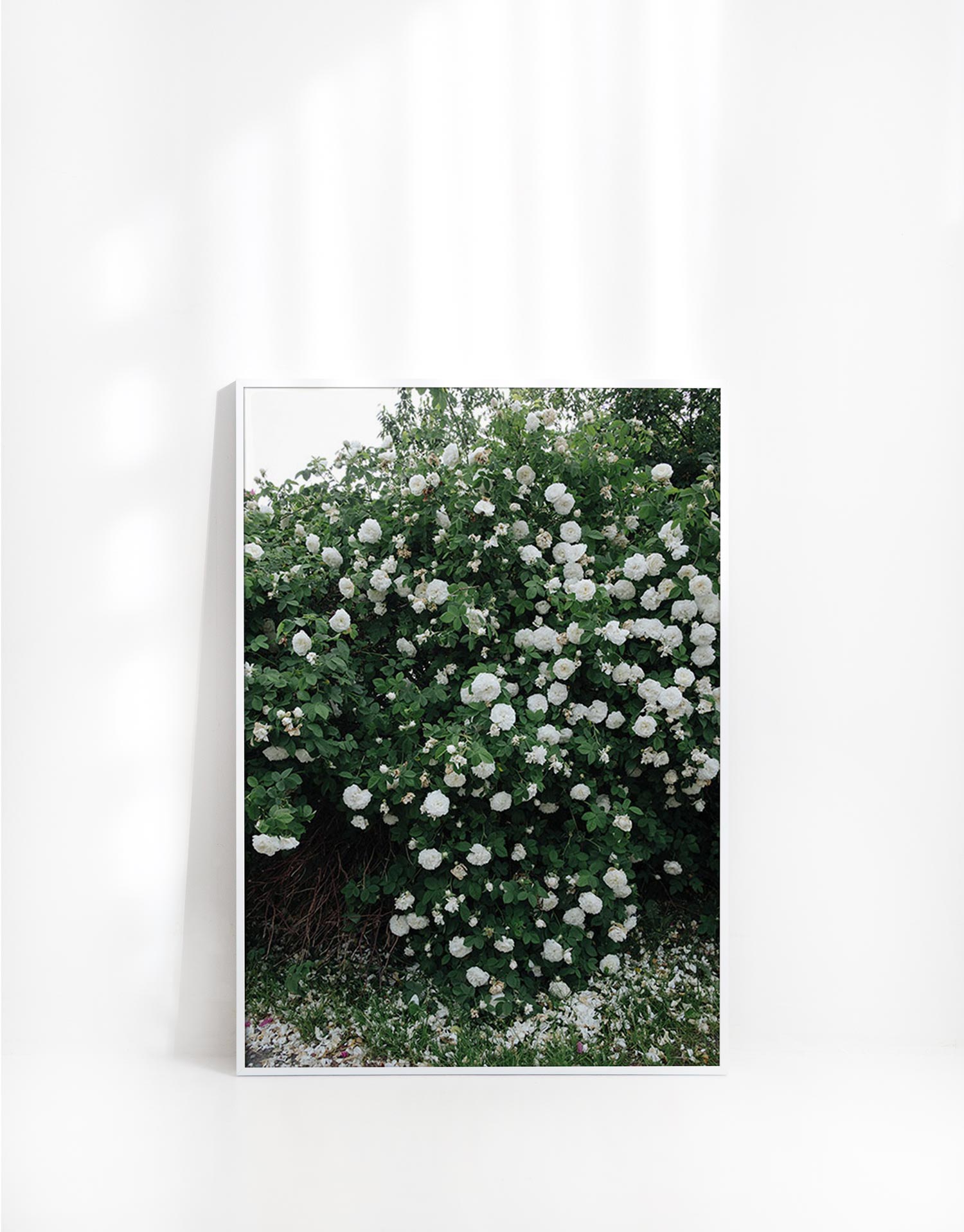 장미 김나영포스터 거실 액자