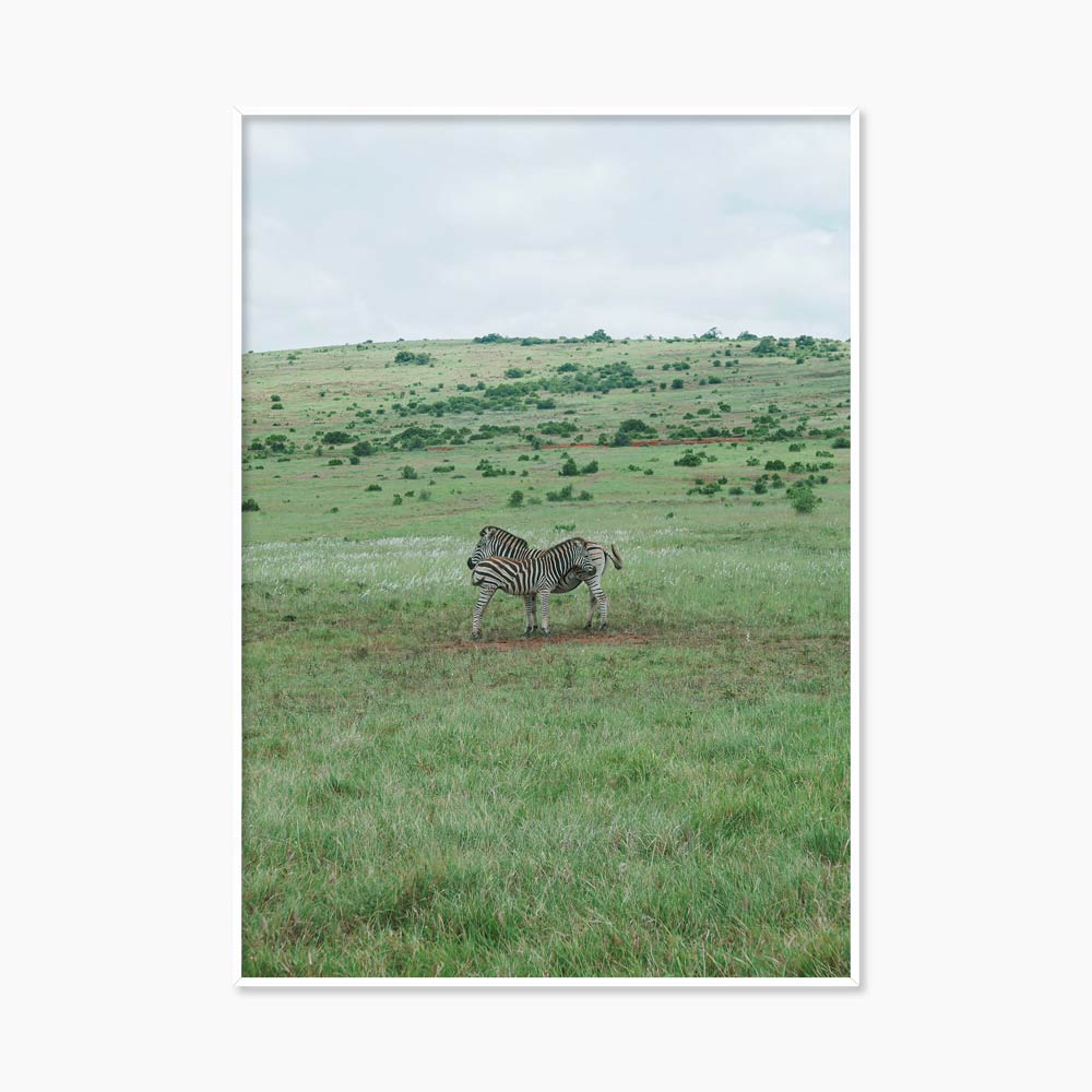 [souffle] zebra