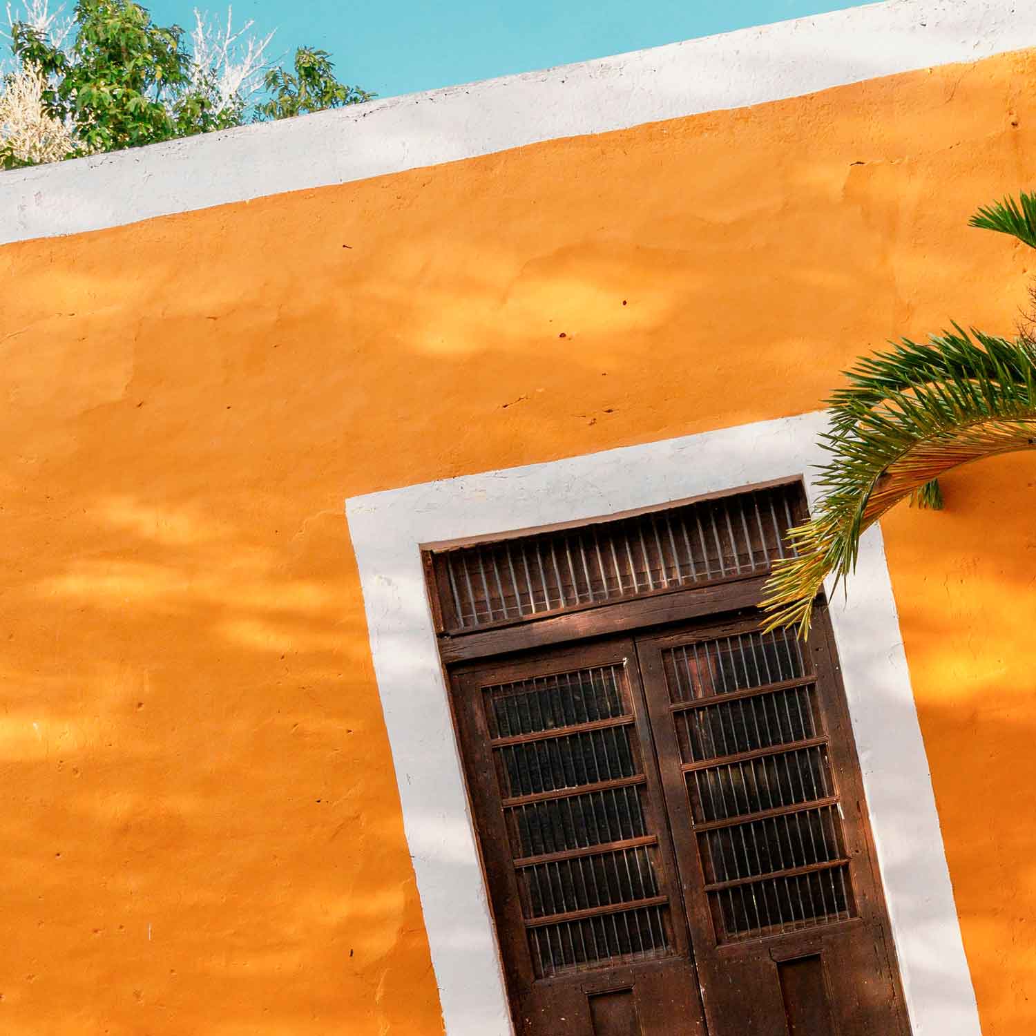 수플 사진 아트포스터 인테리어포스터 야자수 액자