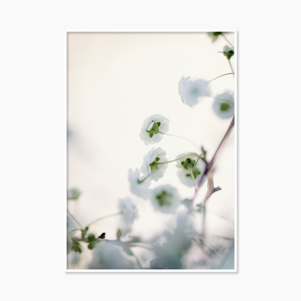 [souffle] White Flowers
