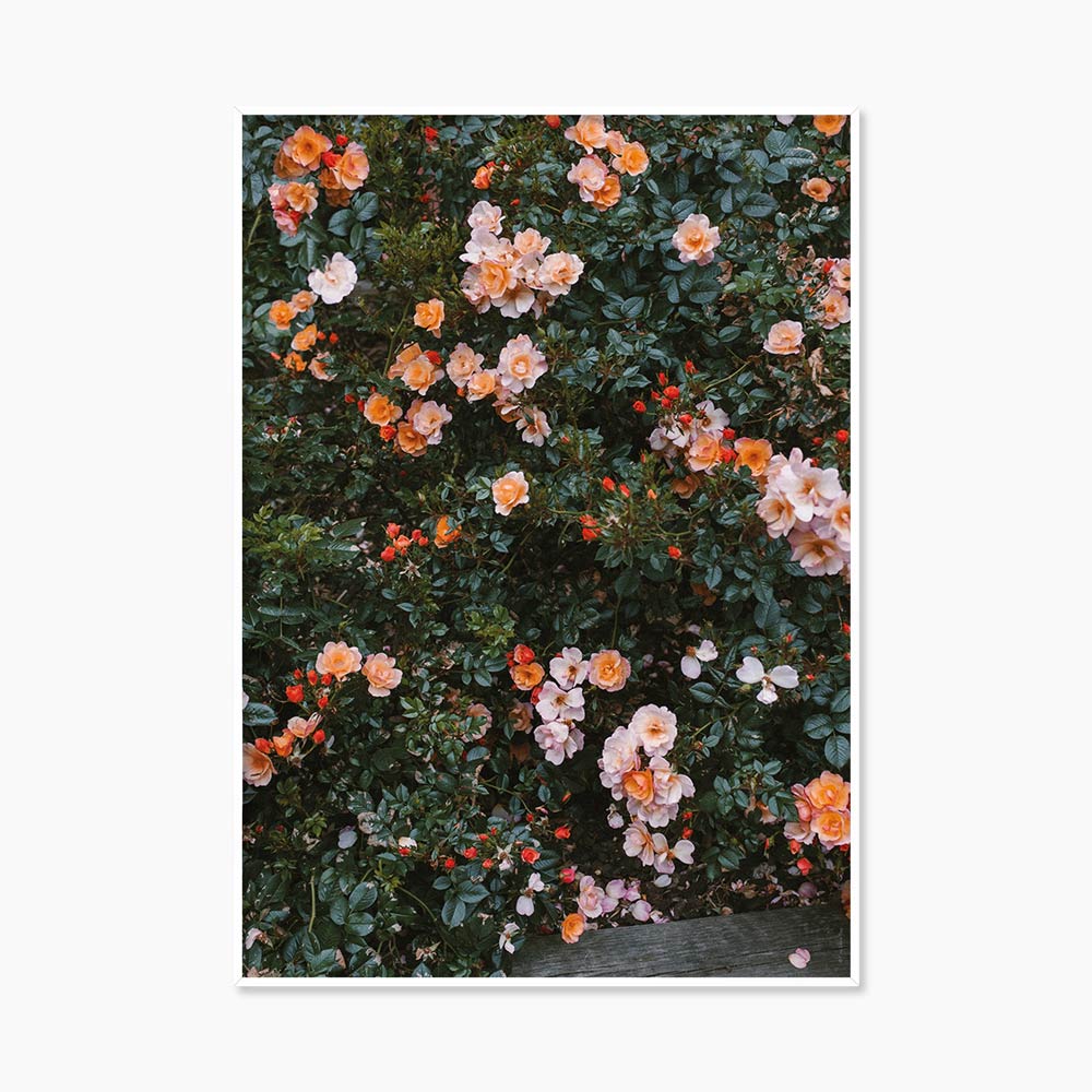 [엘리자베스 덩케르] Rose (액자 포함) 70 x 100 cm