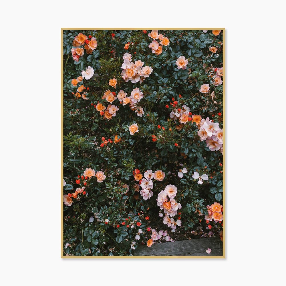 [엘리자베스 덩케르] Rose (액자 포함) 70 x 100 cm