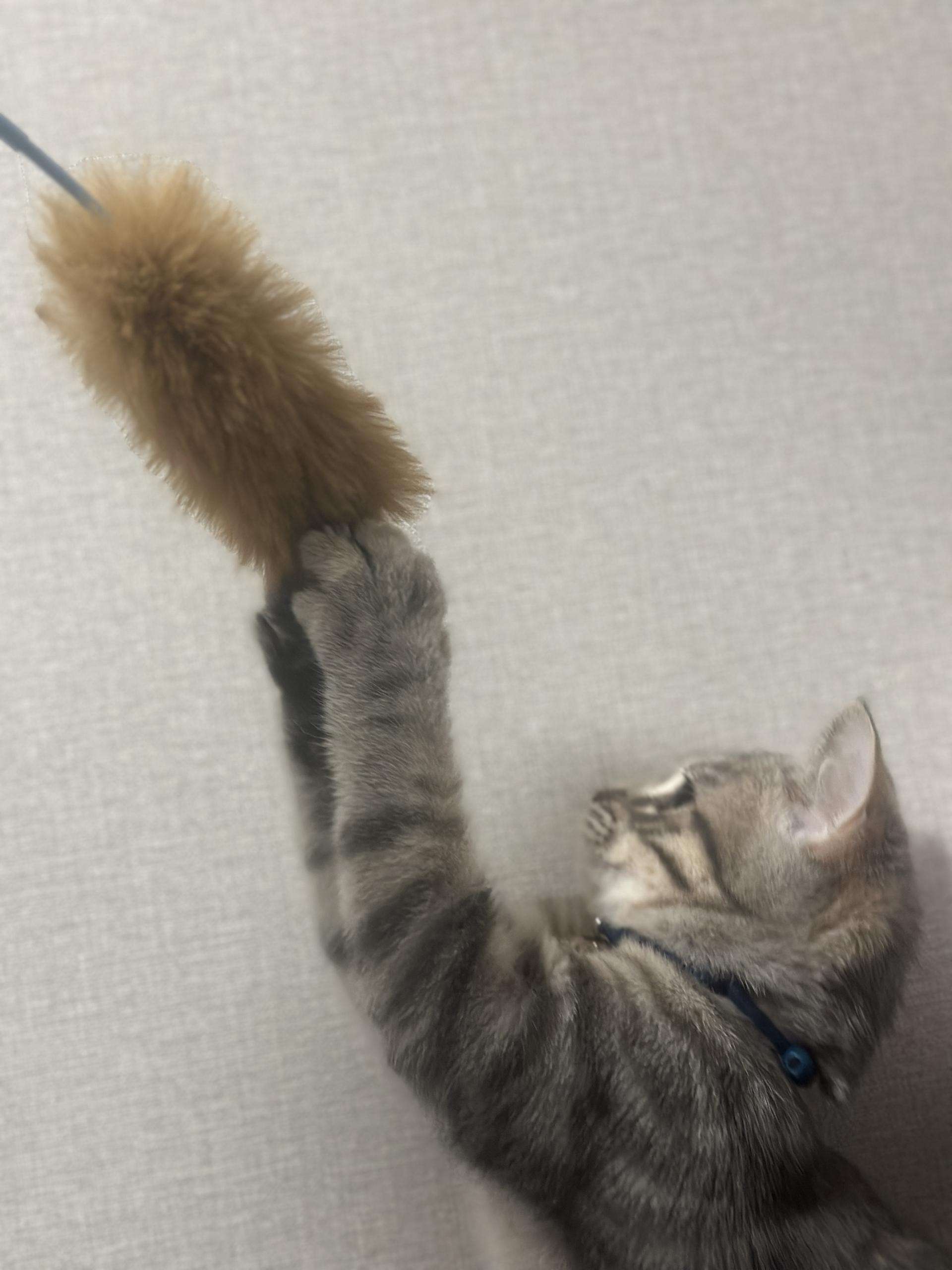 4592937250bc4.jpeg