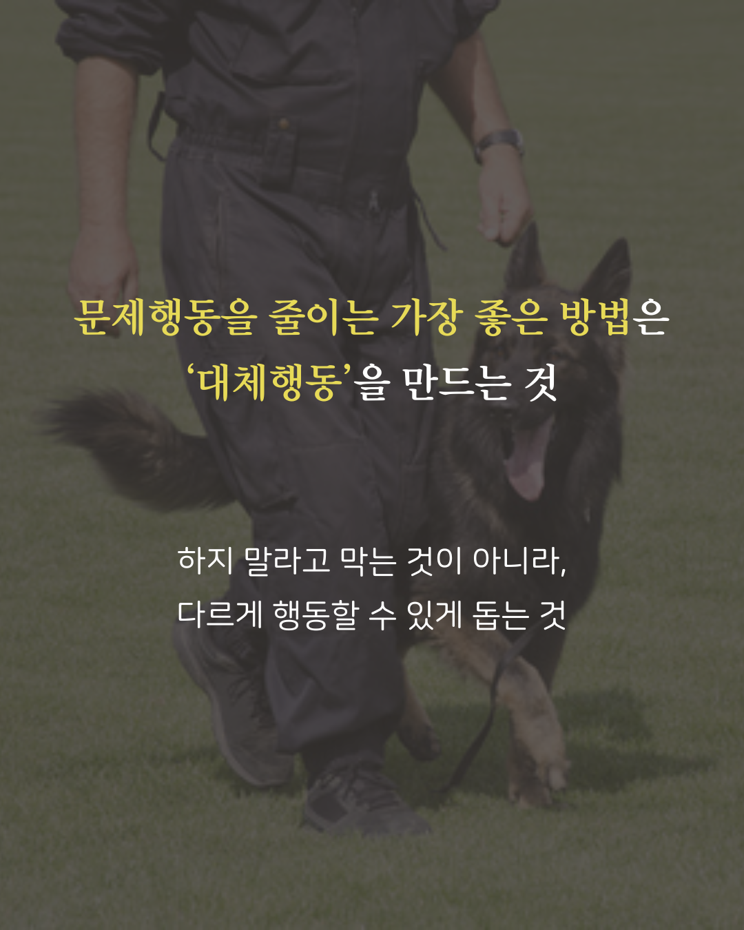 [내 반려견 내가 교육한다] 온라인 교육 신청 [옵션 선택 필수!]