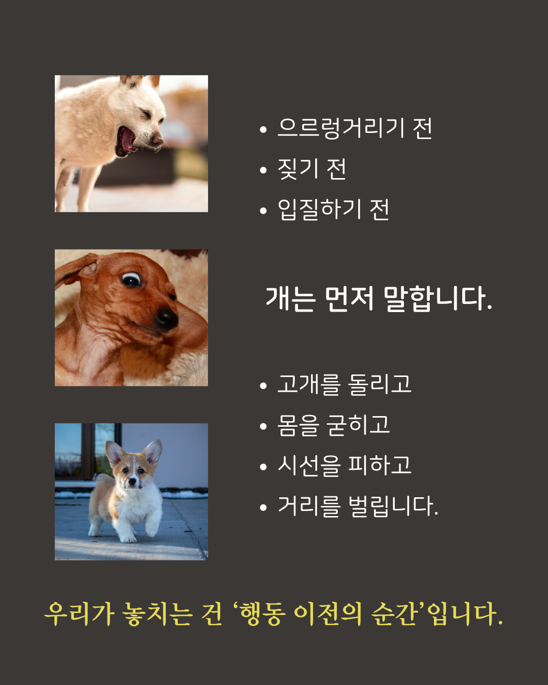 [내 반려견 내가 교육한다] 온라인 교육 신청 [옵션 선택 필수!]