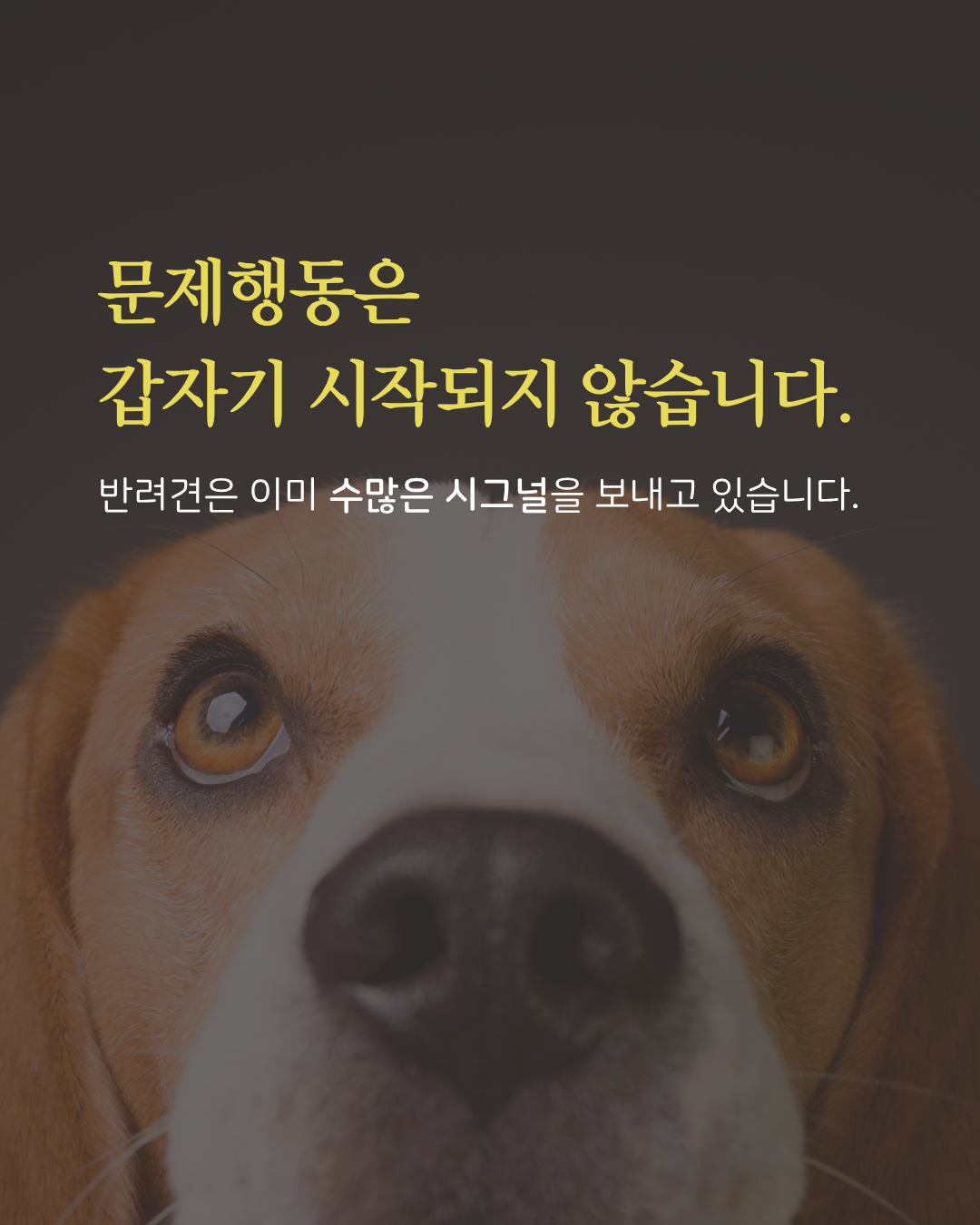 [내 반려견 내가 교육한다] 온라인 교육 신청 [옵션 선택 필수!]