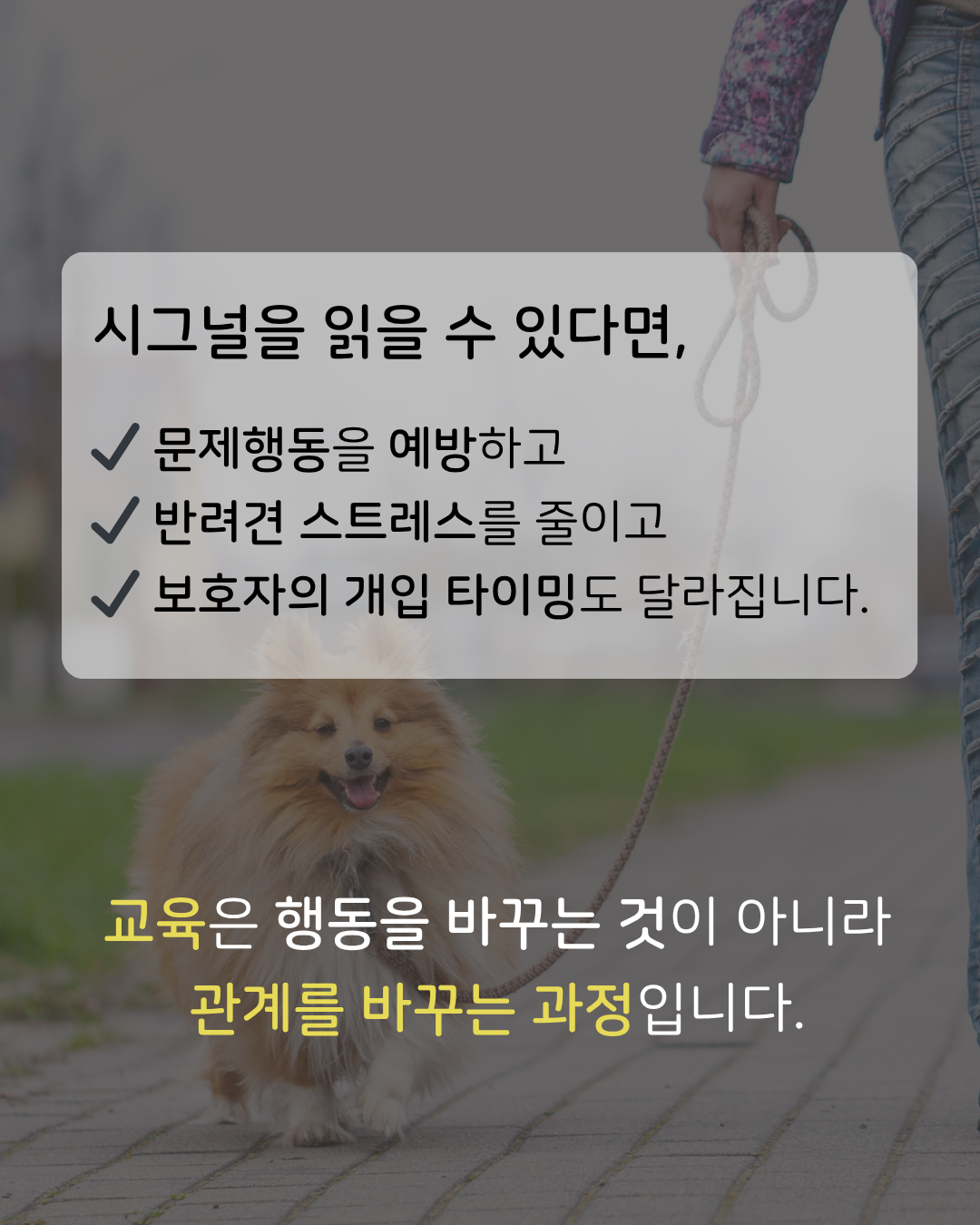 [내 반려견 내가 교육한다] 온라인 교육 신청 [옵션 선택 필수!]