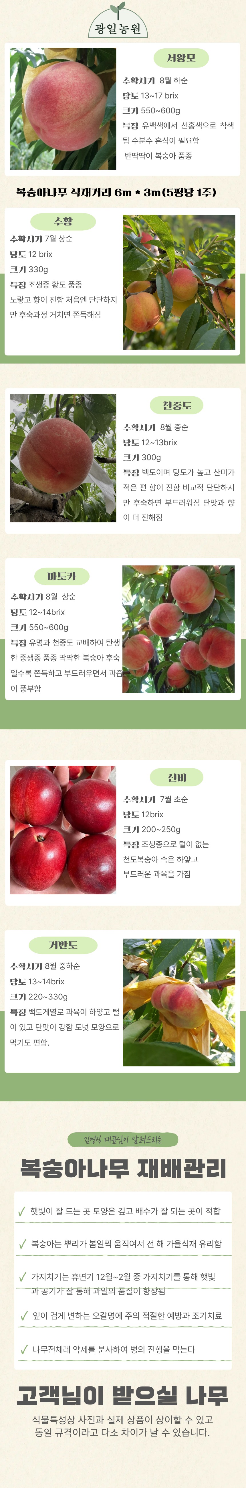 수황 복숭아나무 2년생 분 황도 복숭아