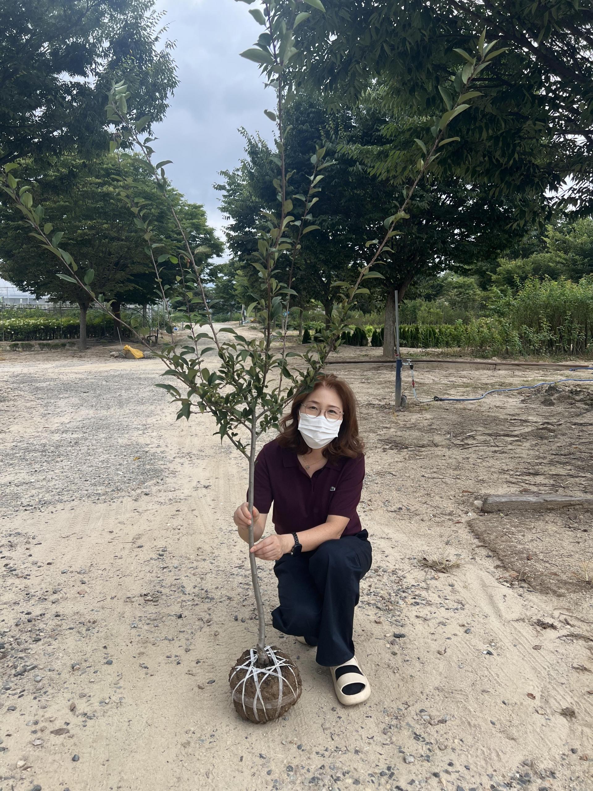 수사해당화 개화주 분