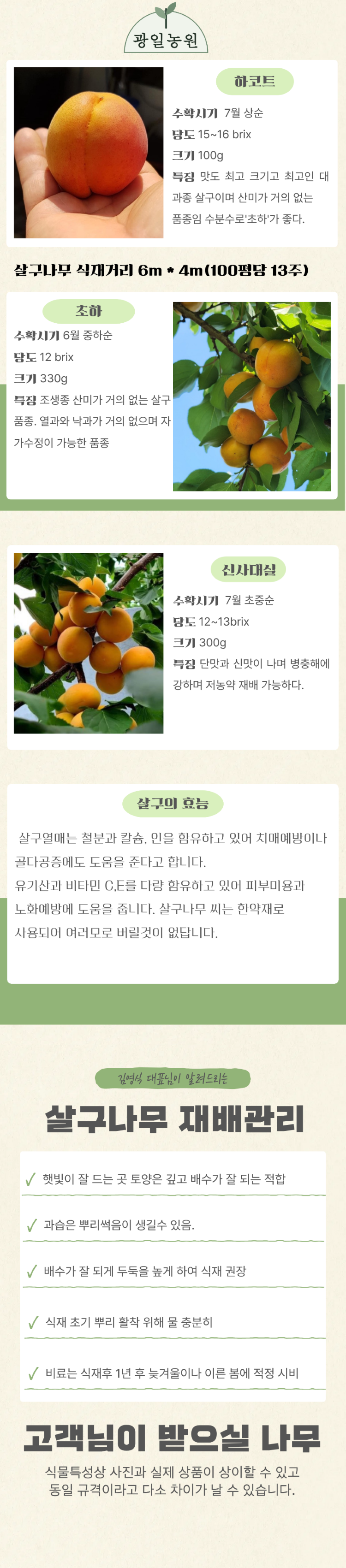 하코트살구나무 3년생 결실주 분 왕살구나무