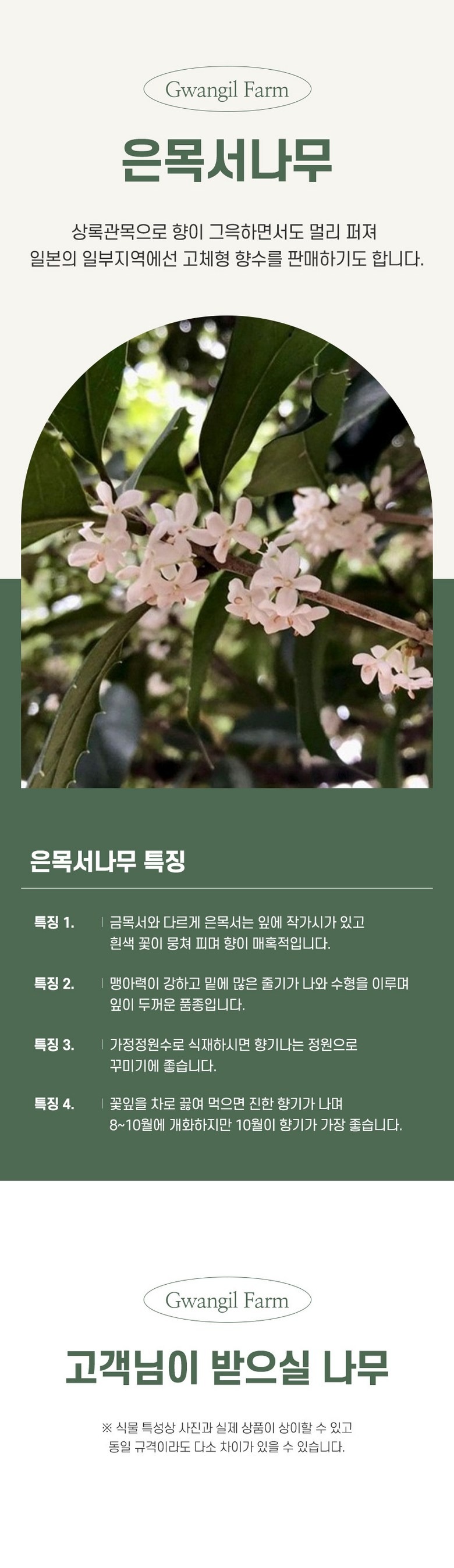 은목서 2년생 포트 2주 묶음 향기나는 나무 꽃나무