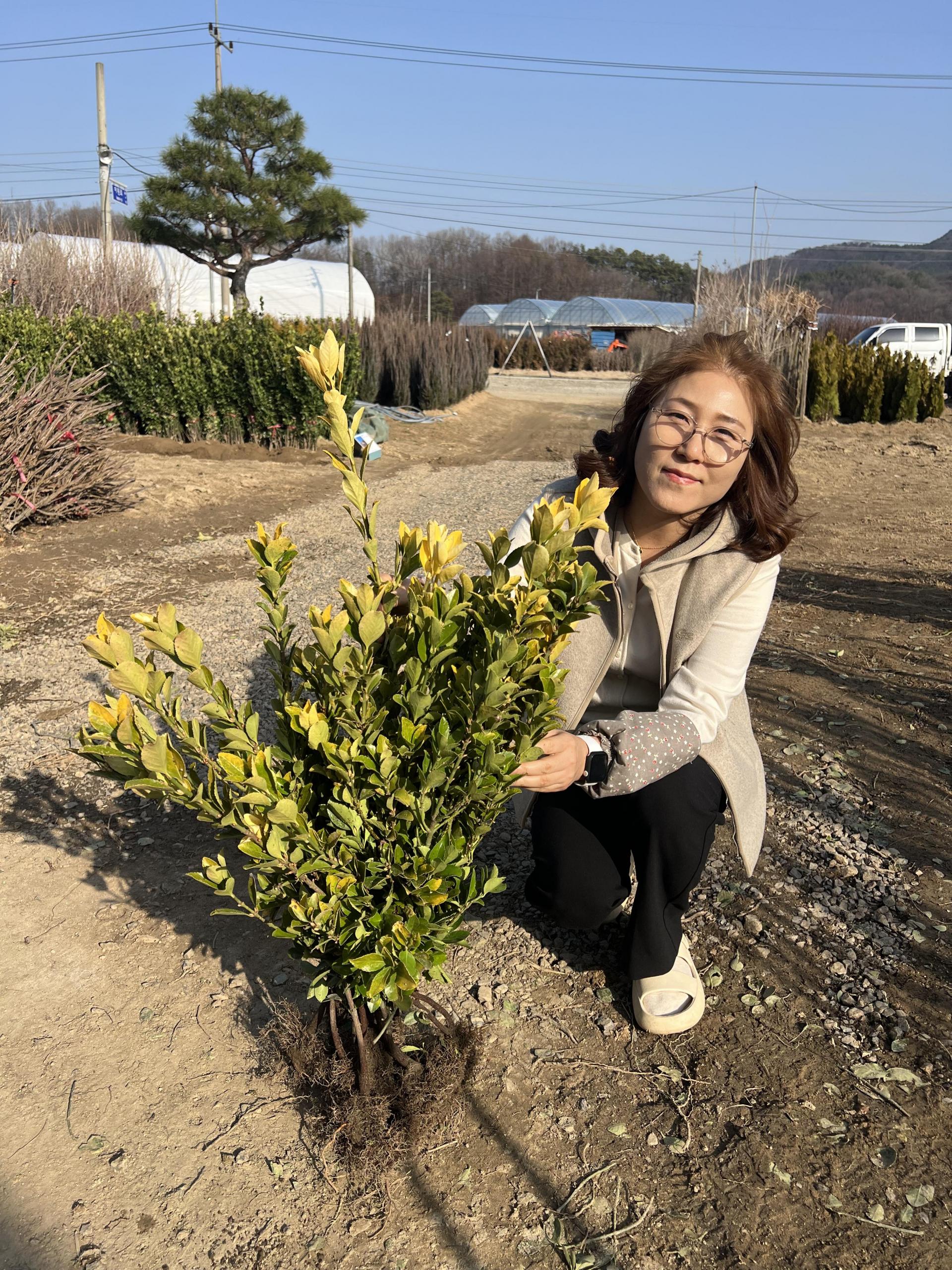 황금사철나무 H0.6 이상 묘목 울타리나무