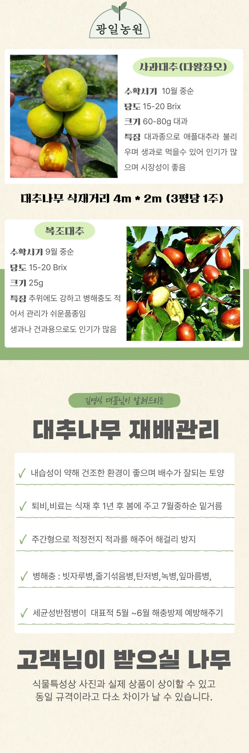 사과대추나무 접목1년생 묘목