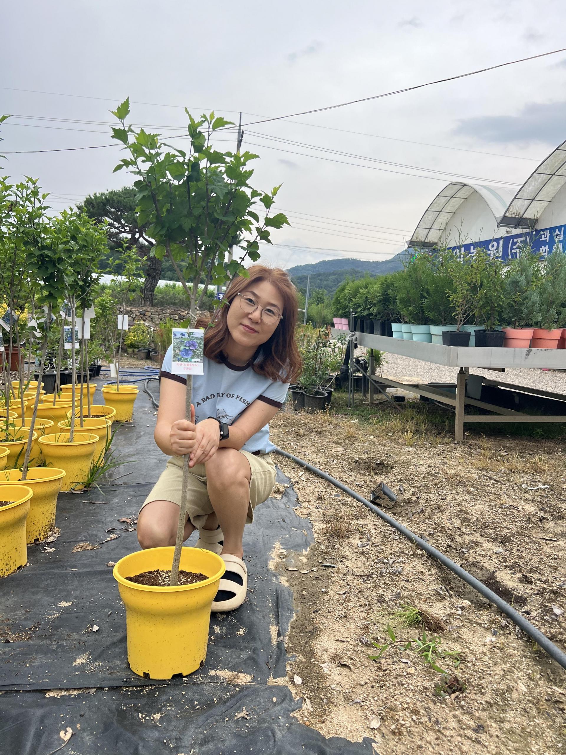 라벤더(블루빙사) 스탠다드 화분 무궁화나무묘목 겹꽃 여름꽃