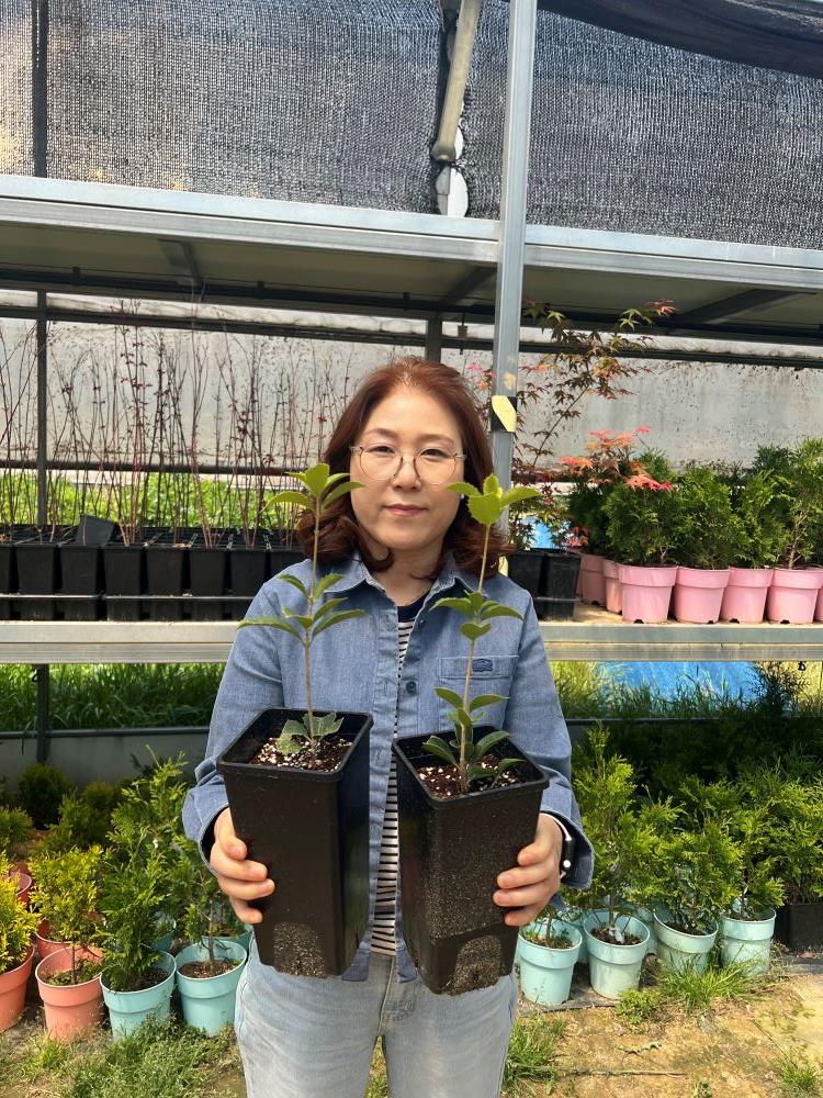 은목서 2년생 포트 2주 묶음 향기나는 나무 꽃나무