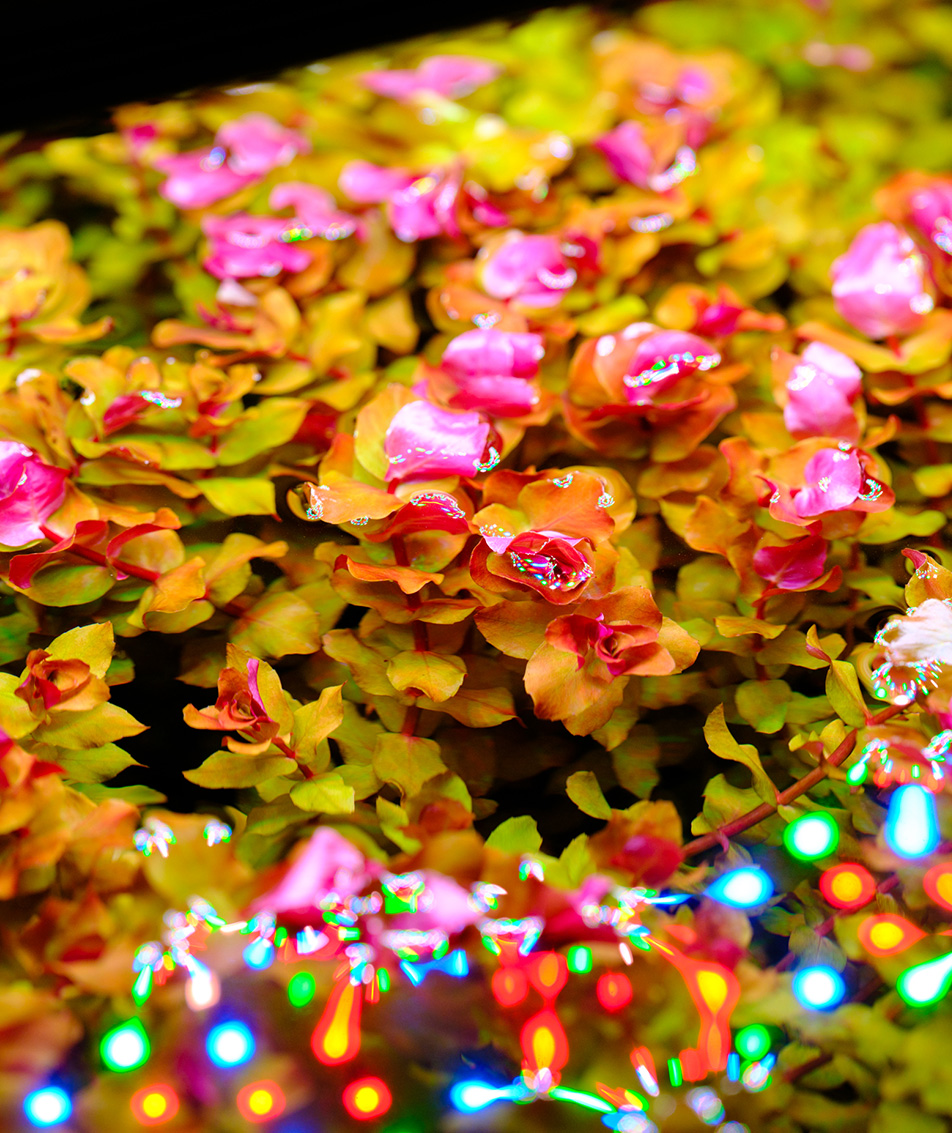 Aquatic plants thriving under E-Line lighting