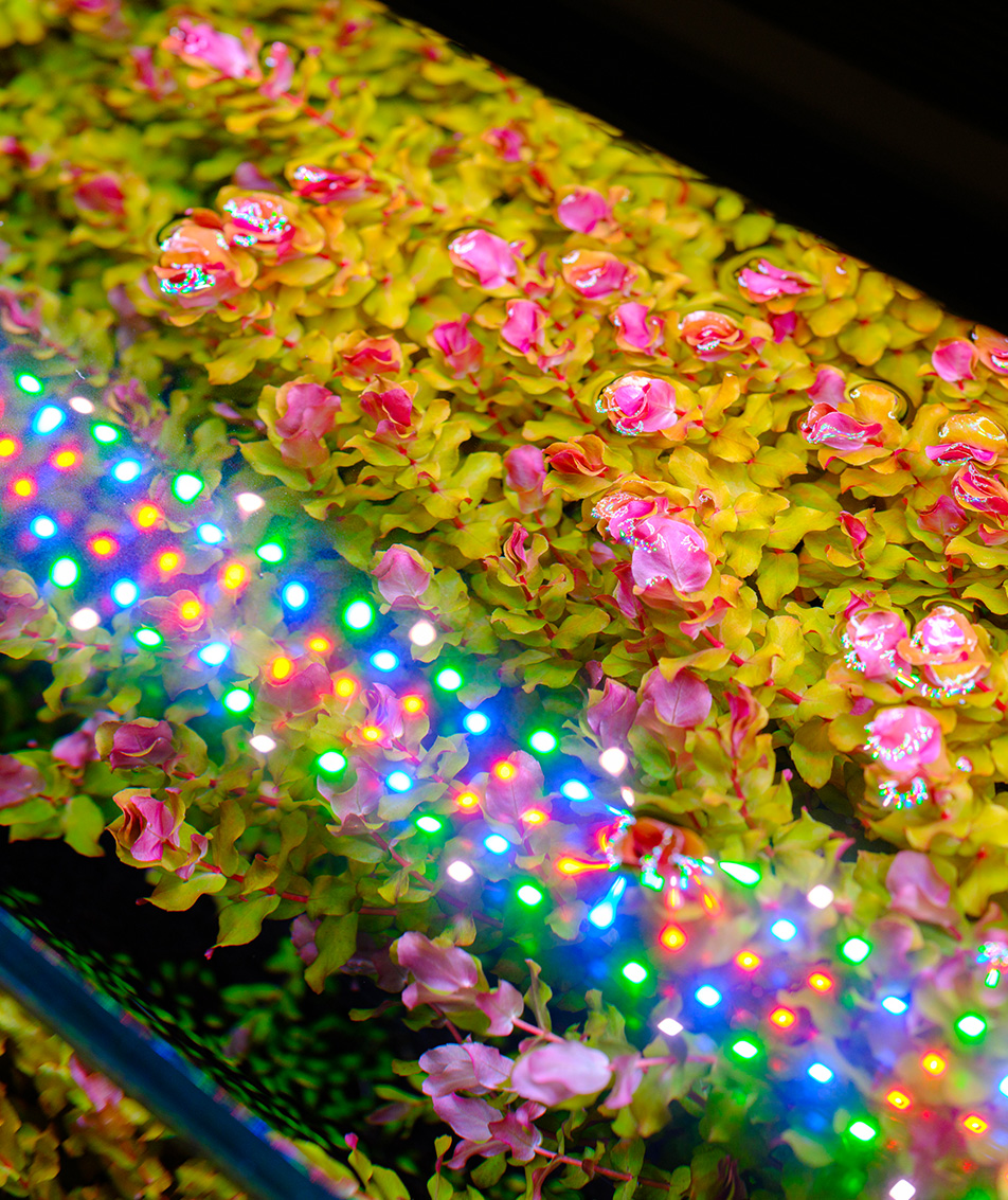 Plants Growing Under S-Line Lighting