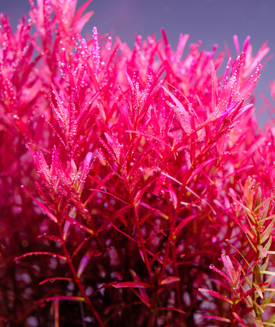 Vibrantly colored aquatic plants