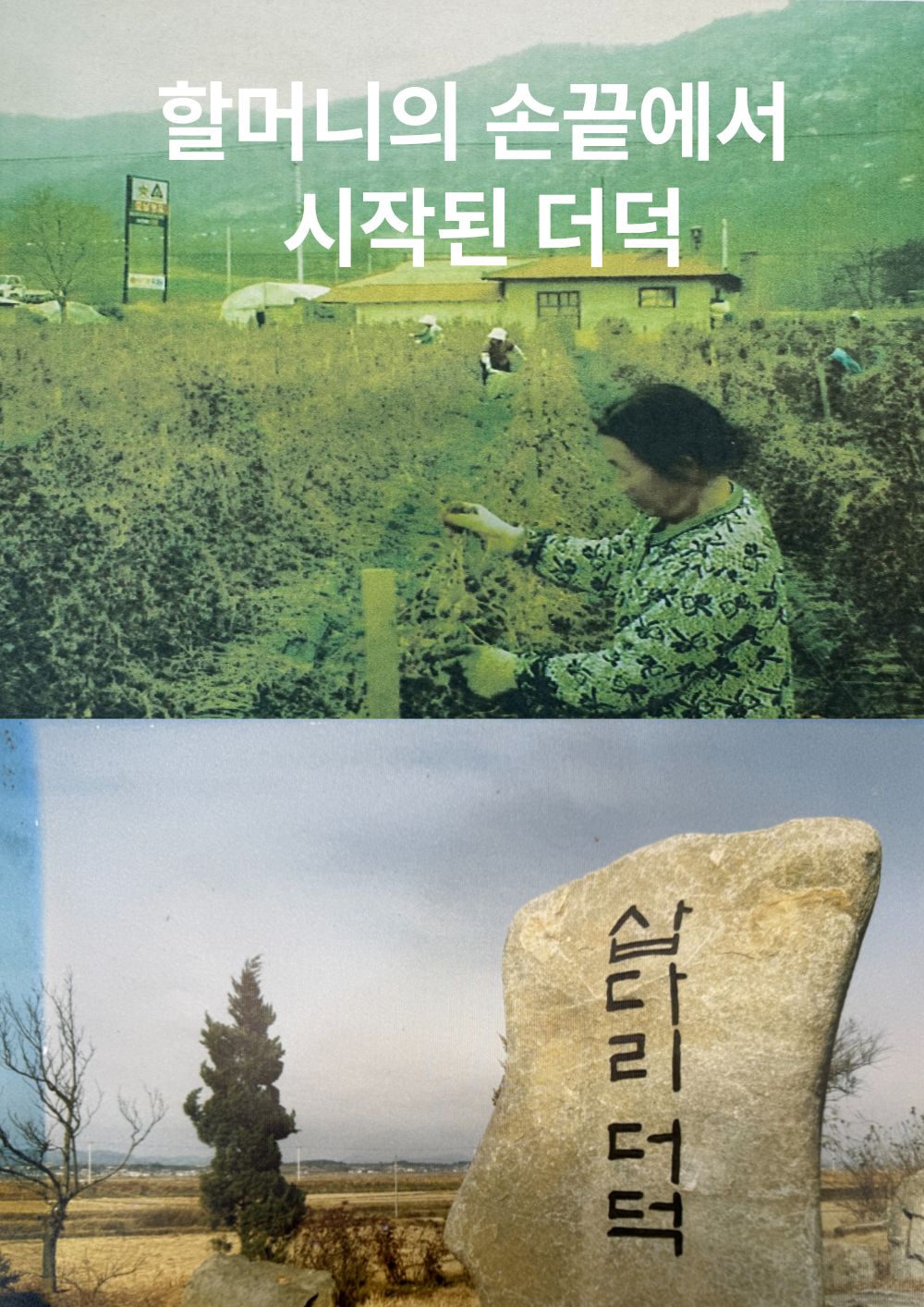 [답례품] 한입더덕정과 세트, 더덕몽