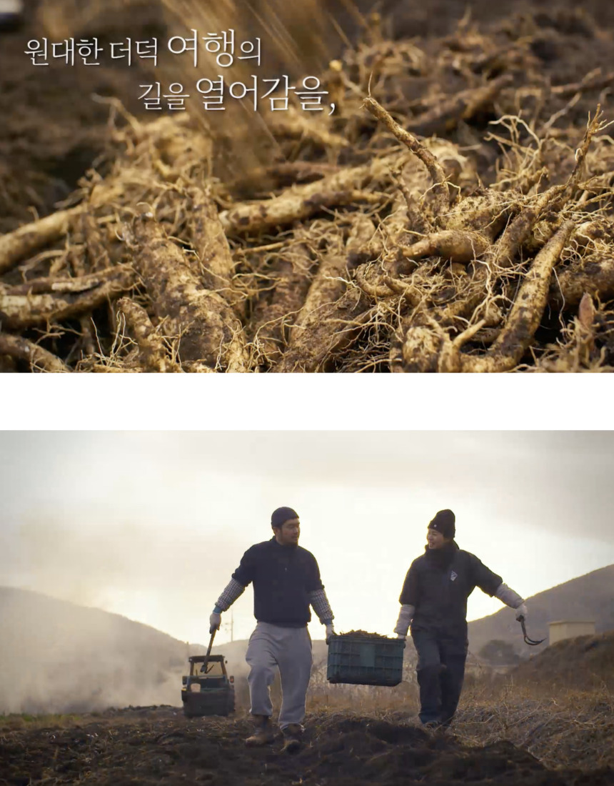 [농장직송] 추석 더덕선물세트 4종, 더덕몽