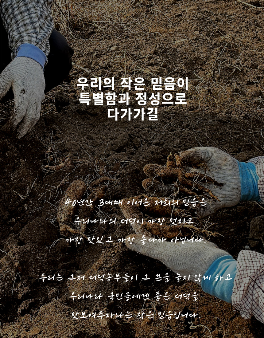 [농장직송] 추석 더덕선물세트 4종, 더덕몽