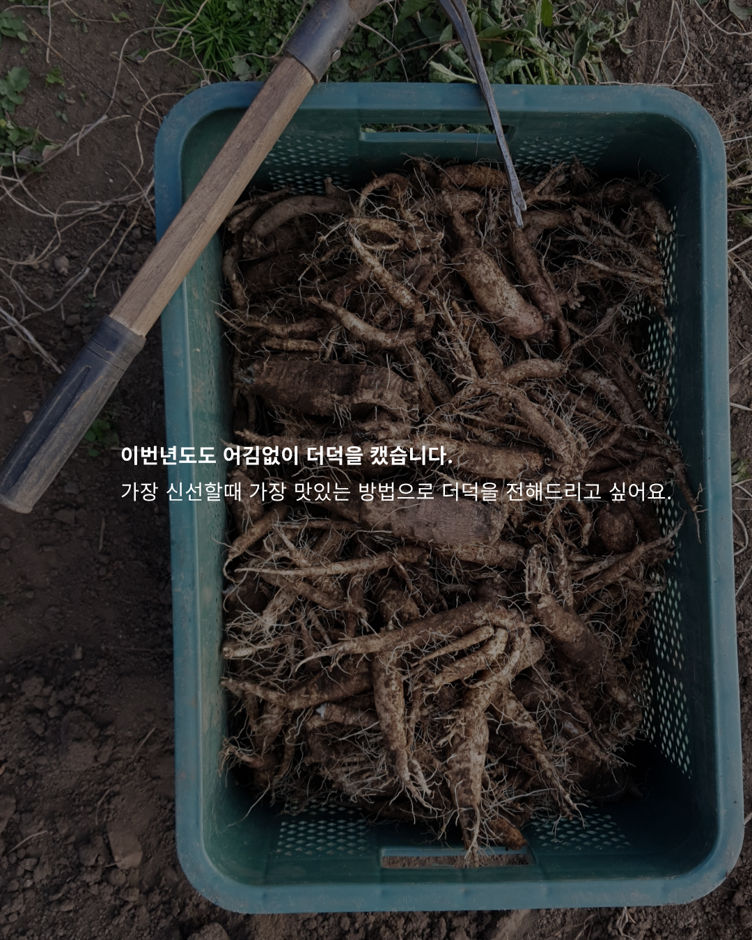[농장직송]더덕구이 더덕무침 더덕몽 200g 3인분(400g 600g 1kg)