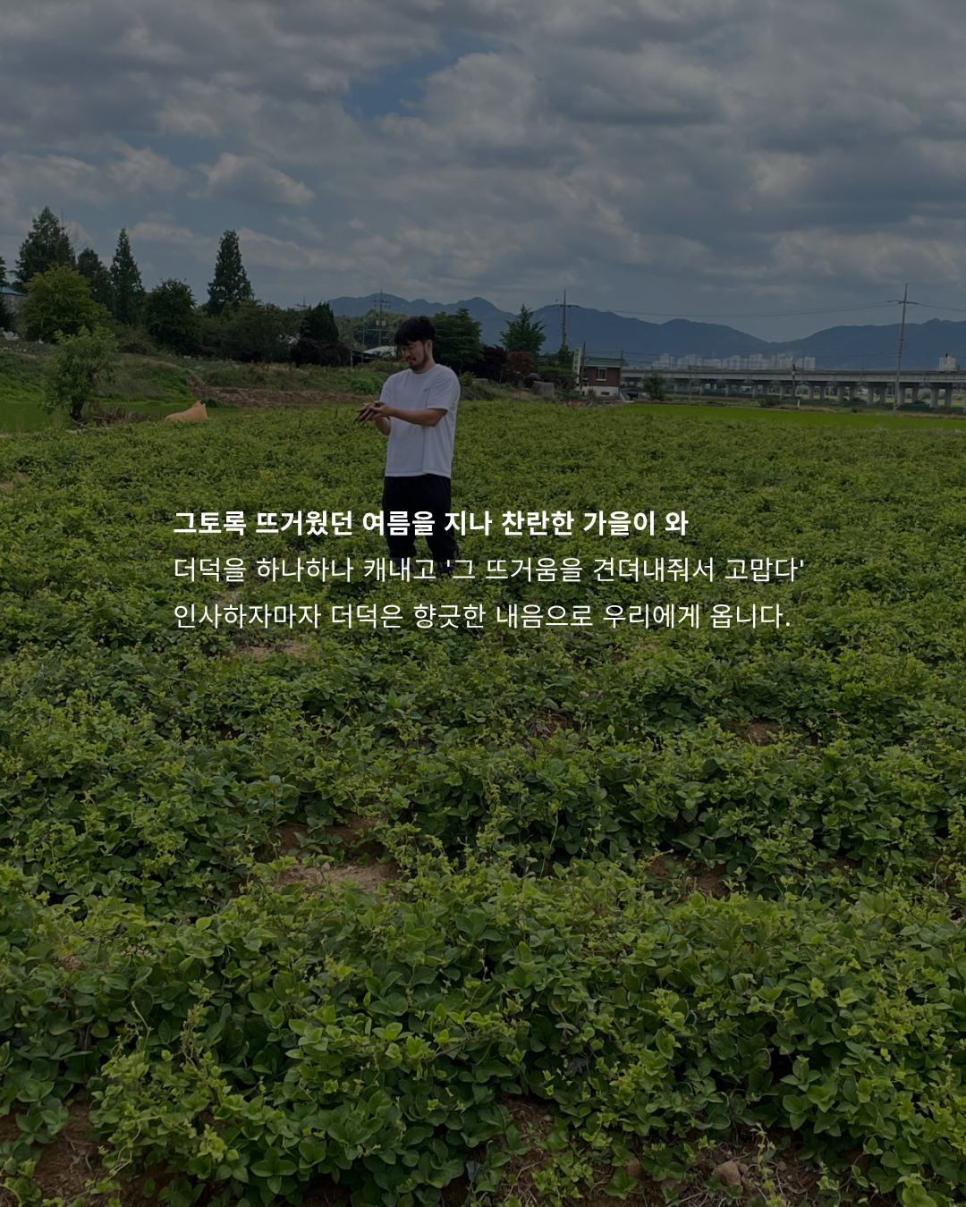 [농장직송]더덕구이 더덕무침 더덕몽 200g 3인분(400g 600g 1kg)