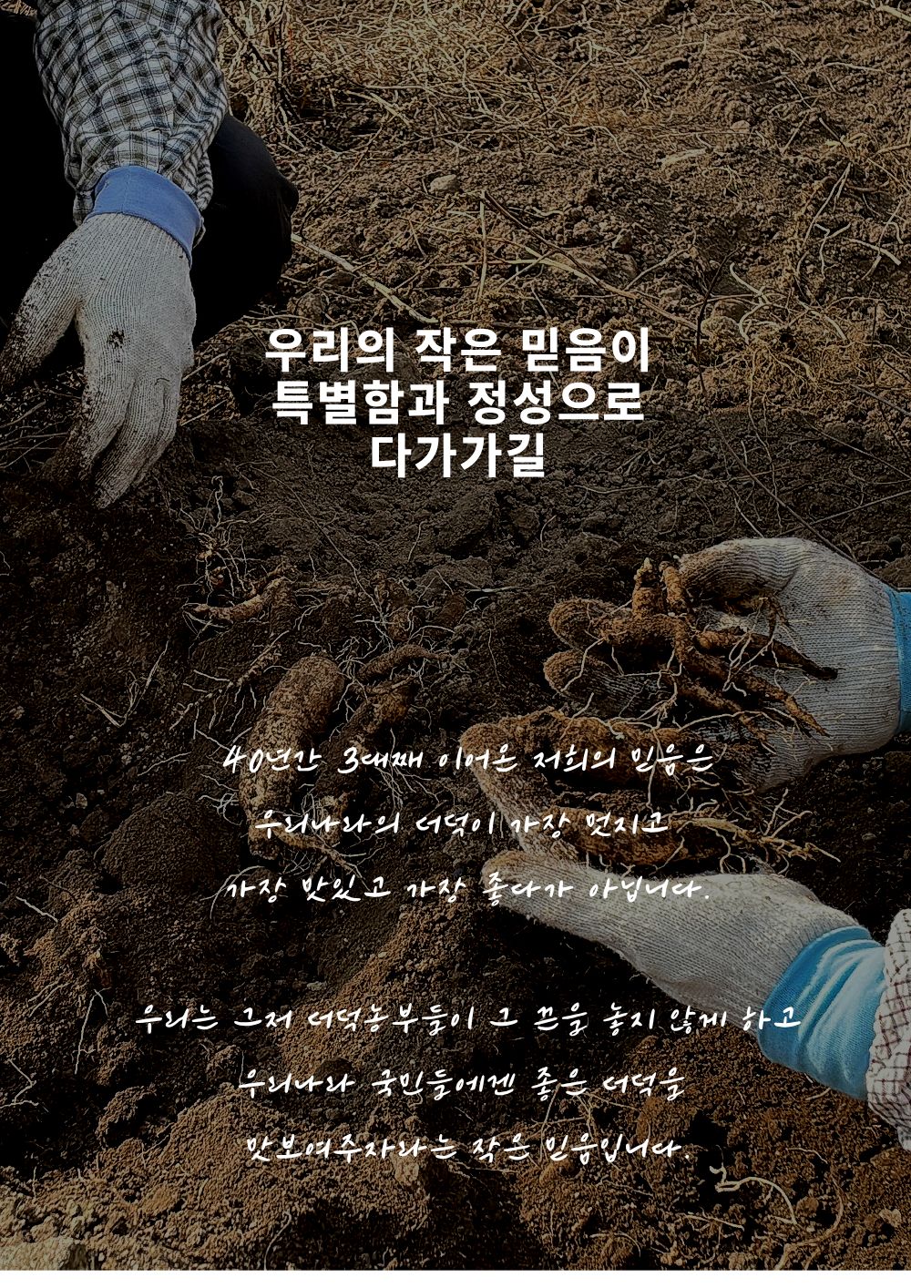 [답례품] 한입더덕정과 세트, 더덕몽