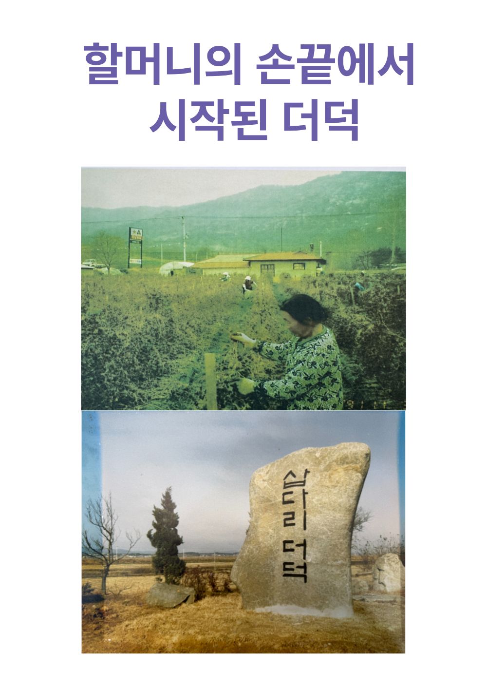 [농장직송]더덕라떼 베이스 20g [더덕몽]