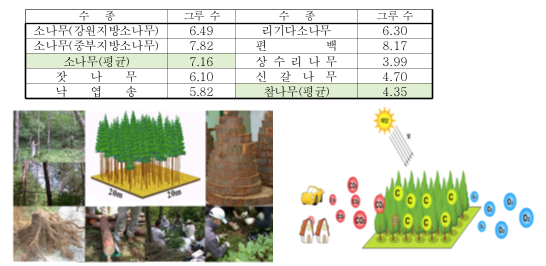 소나무(강원지방소나무) 6.49그루, 소나무(중부지방소나무) 7.82그루, 소나무(평균) 7.16그루, 잣나무6.10그루, 낙엽송5.82그루, 리기다소나무6.3그루, 편백 8.17그루, 상수리나무3.99그루 신갈나무4.7그루, 참나무(평균) 4.35그루 식재효과. 에너지 저감 과정 이미지.