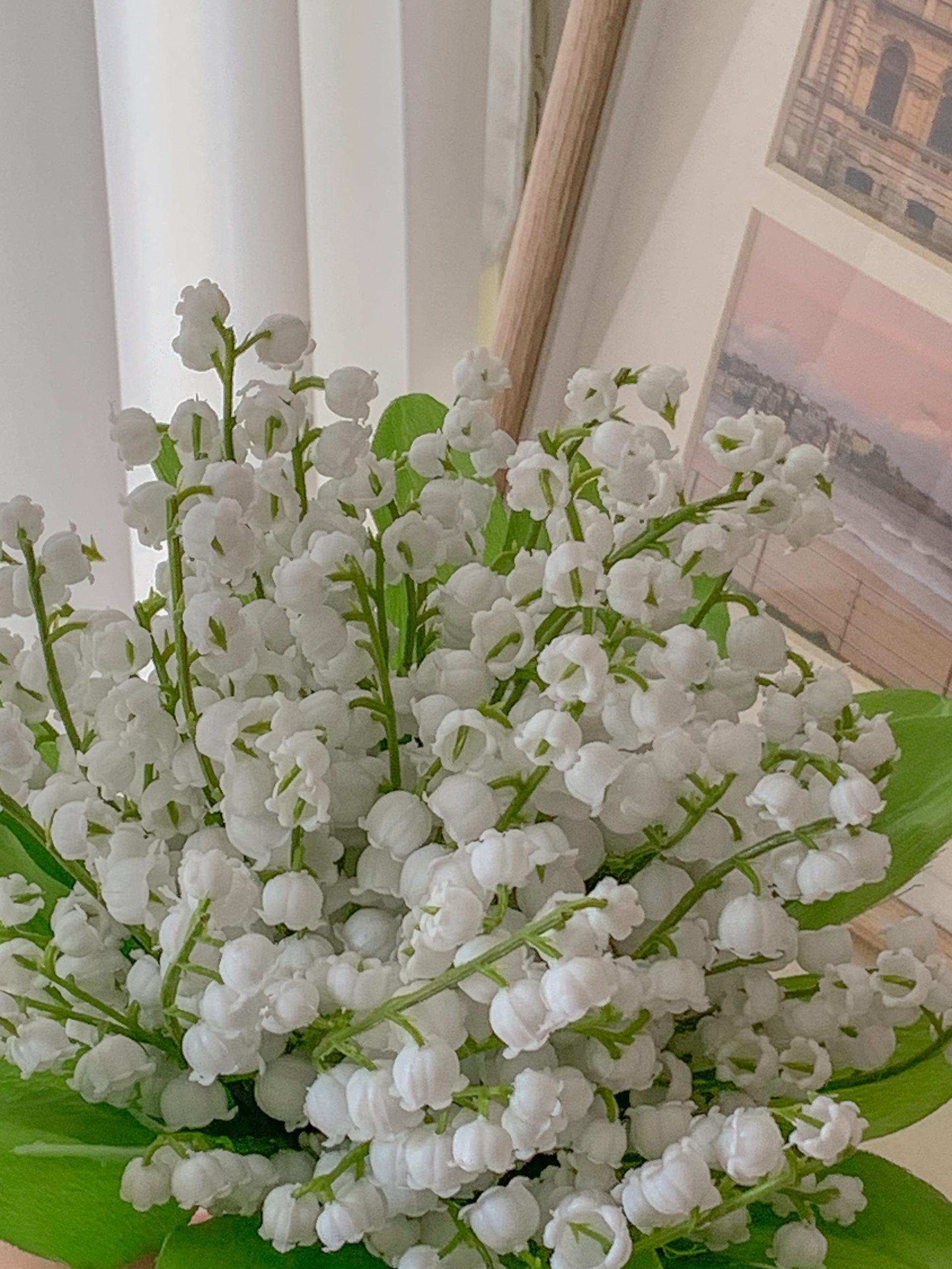 Lily of the valley