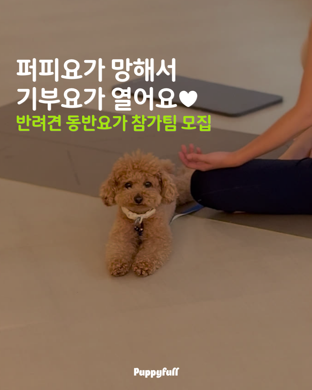 [9/13] 반려견동반 기부요가