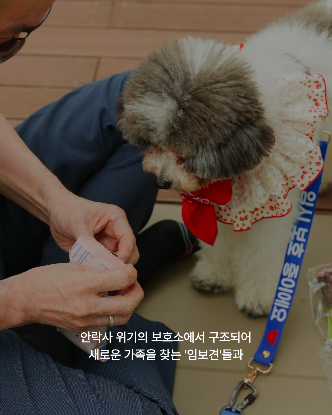임보견 퍼피요가 '잇-다' 1기 리트릿