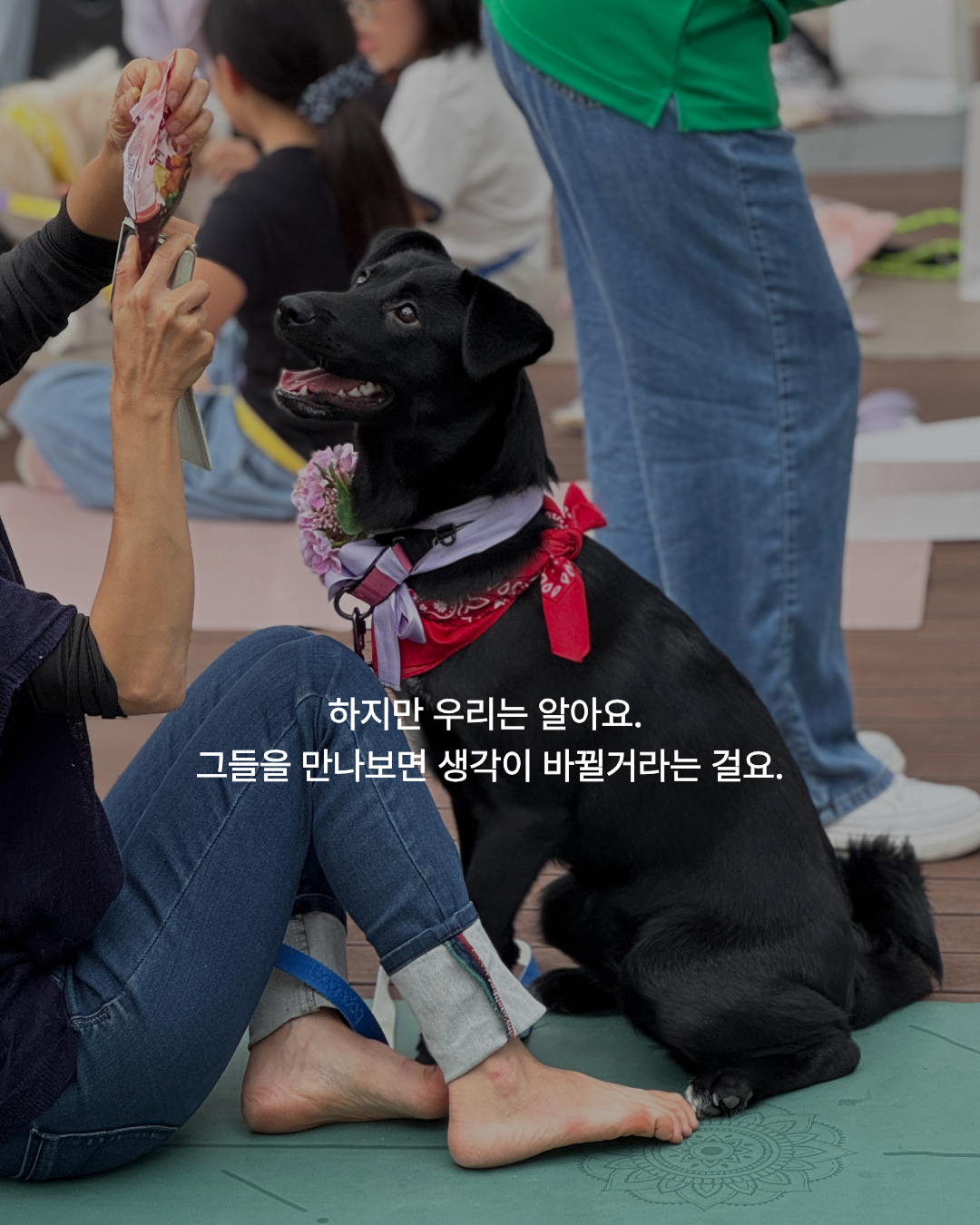 임보견 퍼피요가 '잇-다' 1기 리트릿