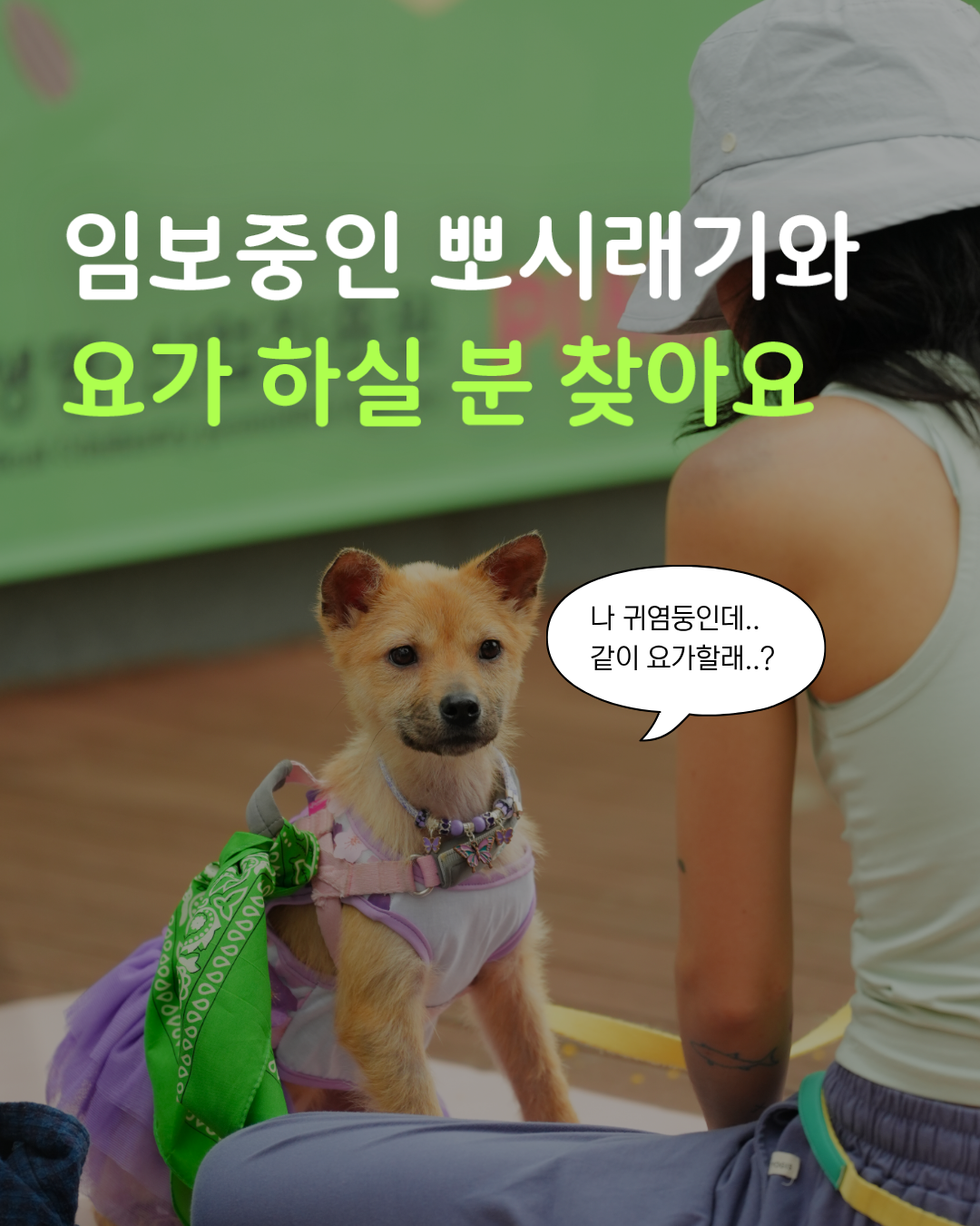 임보견 퍼피요가 '잇-다' 1기 리트릿