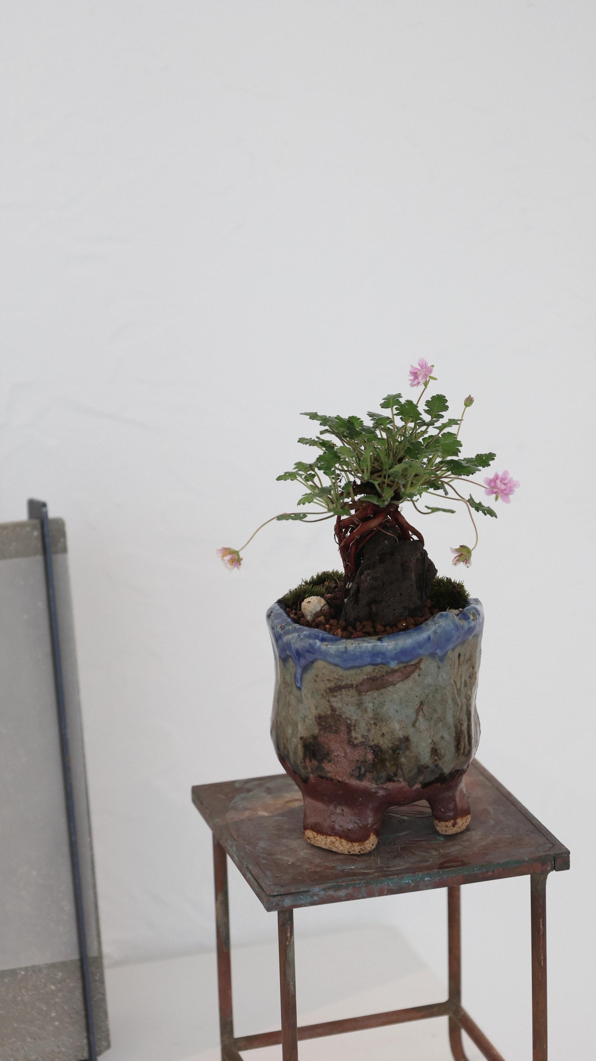 애기겹풍로초