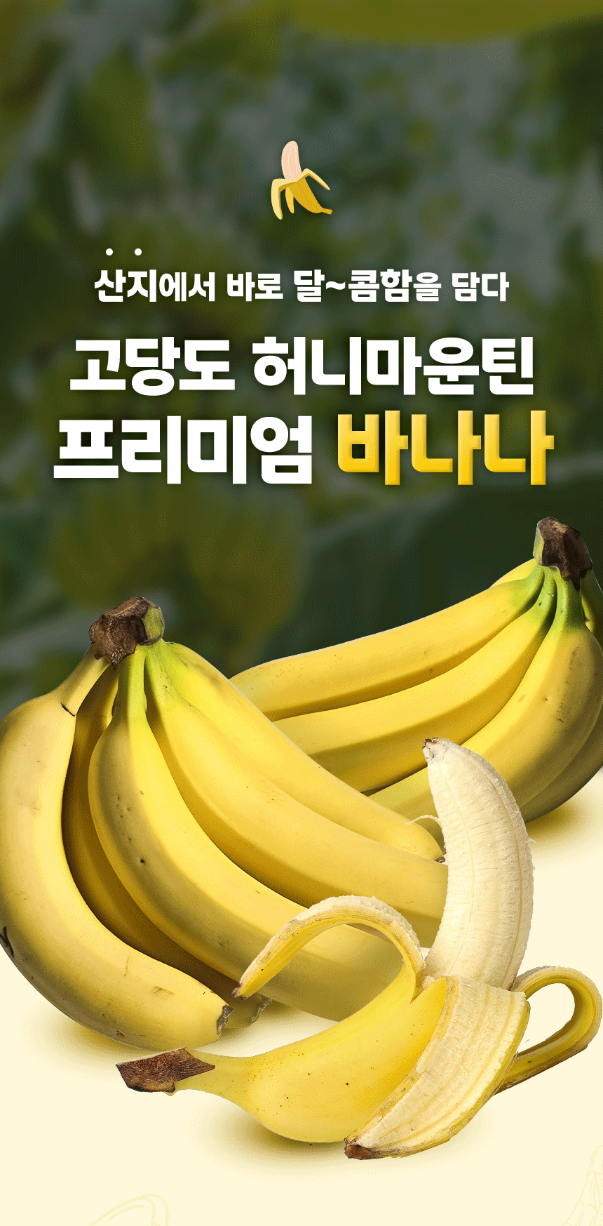 바나나 포트폴리오 | 에콰도르산 고당도 바나나를 직수입한 신선 과일 콘텐츠 구성