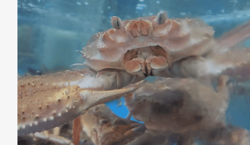 프리미엄 대게 포트폴리오 | 택배 해산물로 배송 가능한 러시아산 대게 콘텐츠 구성