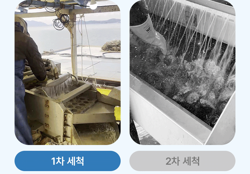 홍가리비 작업 현장과 선별 과정을 보여주는 수산물 상세페이지 이미지