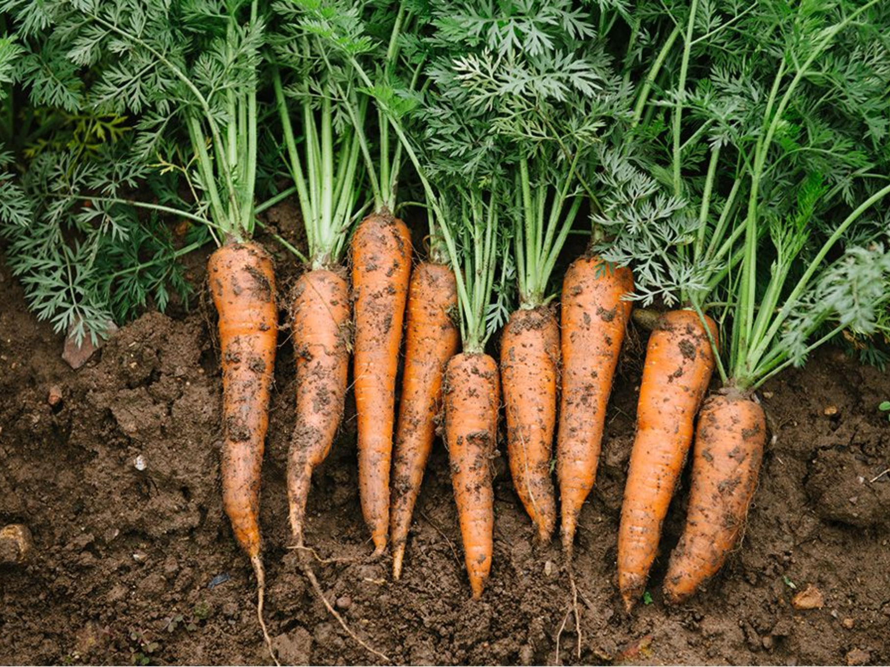 carrots_4x3.png